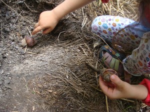 öhöm helix lucorum (türk salyangozu)